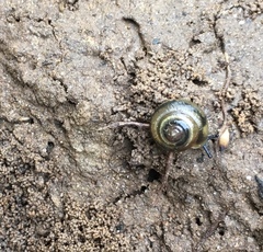 Glyphyalinia