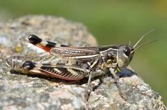 Pararcyptera