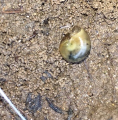 Glyphyalinia