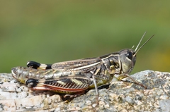 Pararcyptera