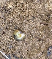 Glyphyalinia