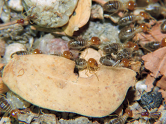 Tenuirostritermes