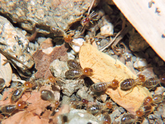 Tenuirostritermes