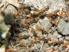 Tenuirostritermes