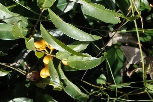 Image of Small Cluster Pear (Uvaria afra) by no rights reserved