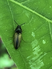 Ampedus sayi