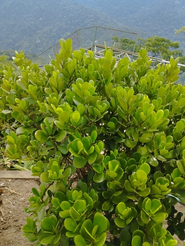 Abaneiro