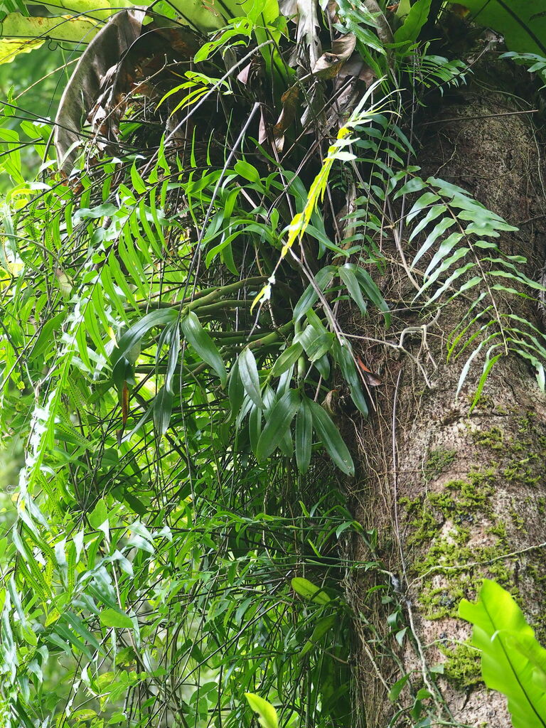 Pinalia ovata