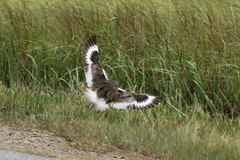 Tringa semipalmata semipalmata