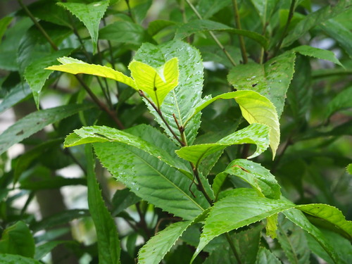 Image of Helicia formosana by no rights reserved