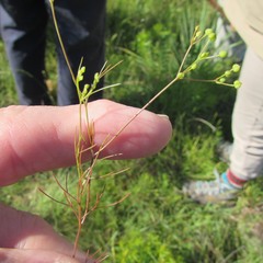 Spermolepis inermis