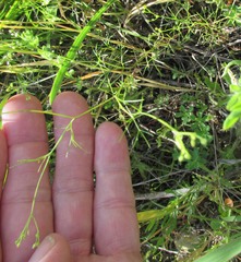 Spermolepis inermis