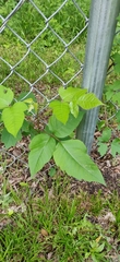Toxicodendron radicans