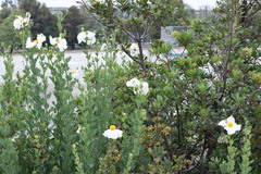 Romneya coulteri
