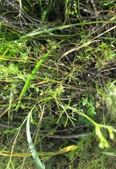 Spermolepis inermis