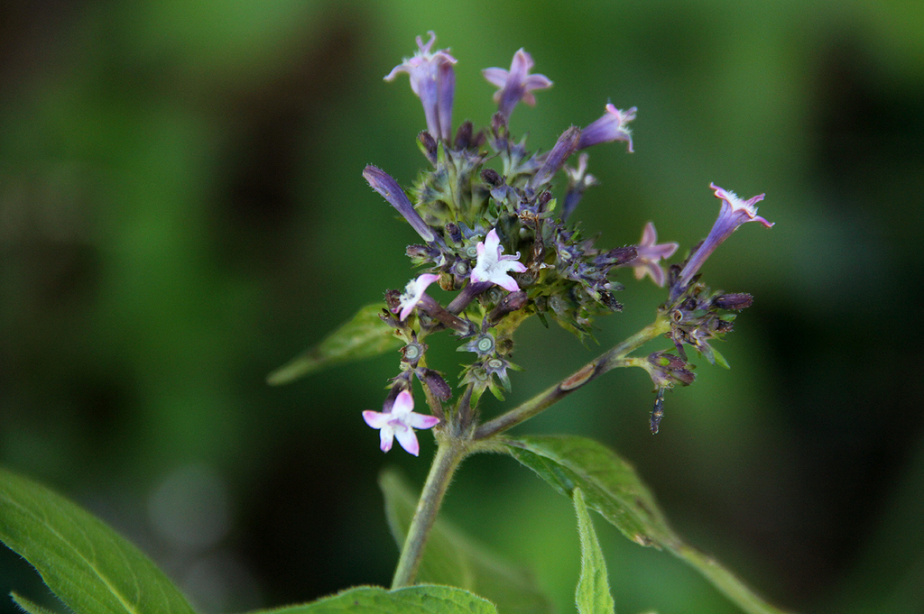 Pentas zanzibarica subsp. zanzibarica