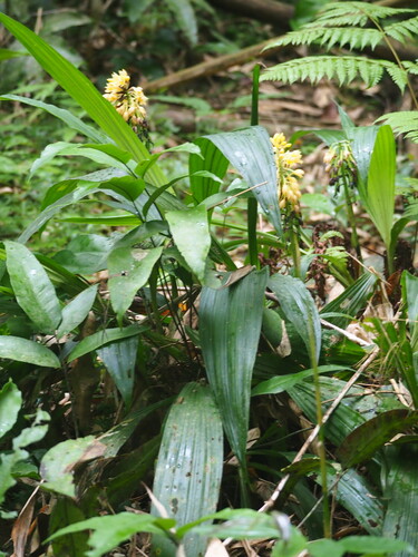 Image of Calanthe formosana by no rights reserved