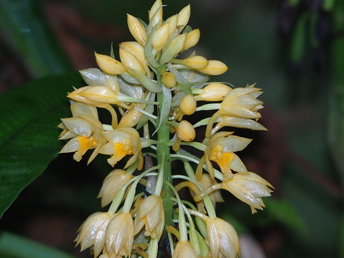 Image of Calanthe formosana by no rights reserved