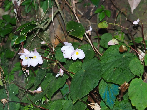 Begonia pinglinensis, photograph 6