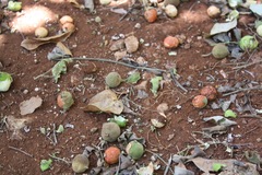 Melicoccus oliviformis