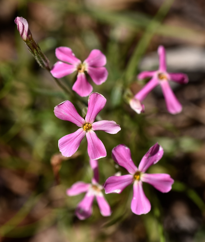 cold desert phlox (Death Valley in February) · iNaturalist
