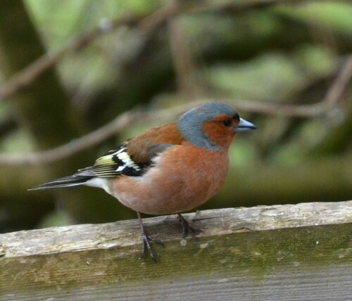 Pinzón vulgar (Fringilla coelebs)