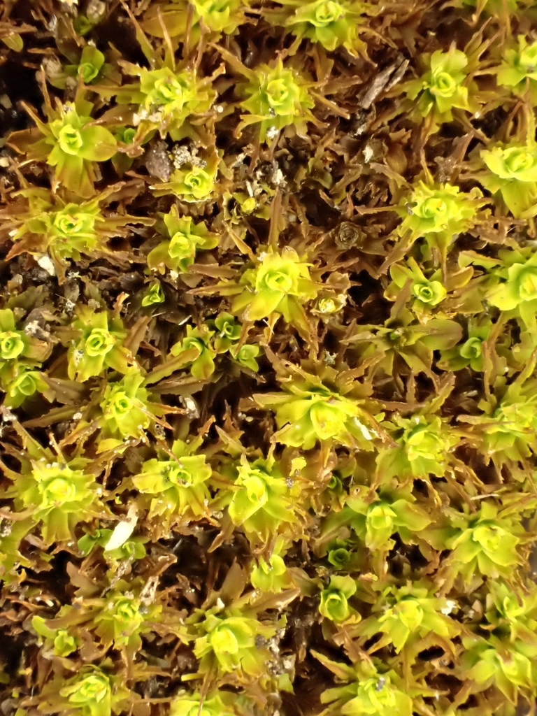 Syntrichia fragilis