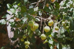 Melicoccus oliviformis