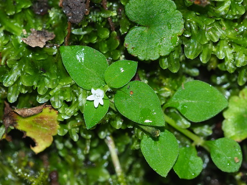 Image of Neanotis hirsuta by no rights reserved