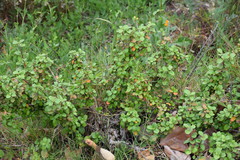 Ribes viburnifolium