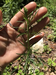 Delphinium carolinianum