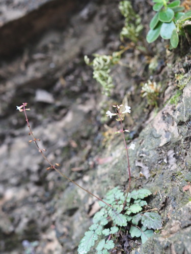 Image of Salvia hayatae by no rights reserved