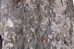 Melicoccus oliviformis