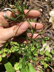 Delphinium carolinianum