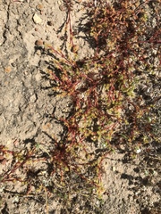 Lastarriaea coriacea