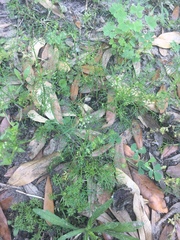 Cyclospermum