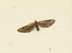 Eupithecia subapicata