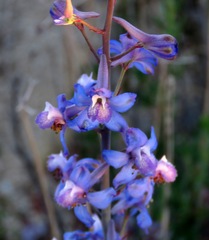 Delphinium parishii