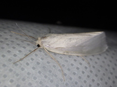 Rupela