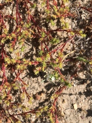 Lastarriaea coriacea