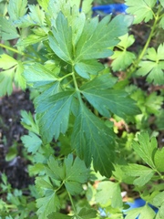 Petroselinum crispum