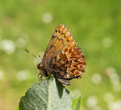 Callophrys eryphon