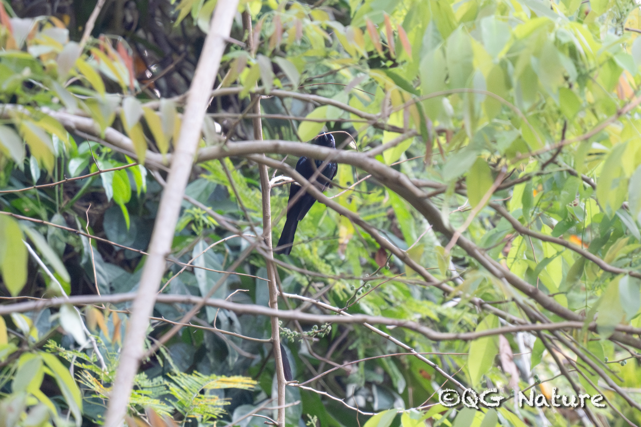 Lesser Racket-tailed Drongo
