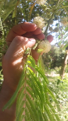 Leucaena pulverulenta