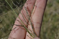 Eragrostis chloromelas