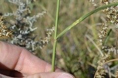 Eragrostis chloromelas