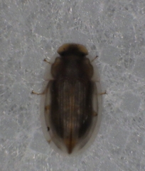 Helobata larvalis