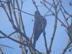 Contopus fumigatus