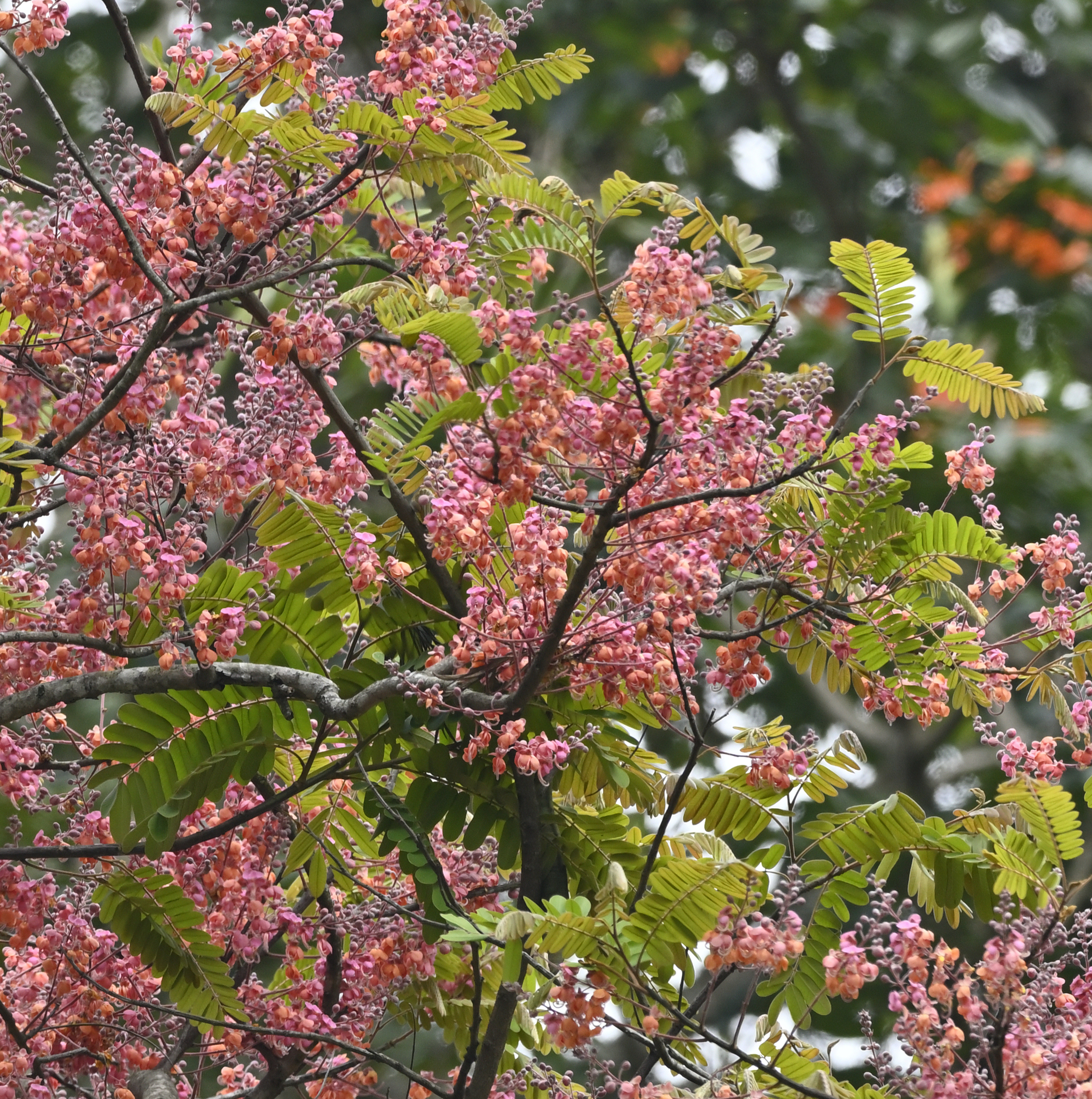 Imagem de Cássia-Rosa