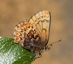 Callophrys eryphon